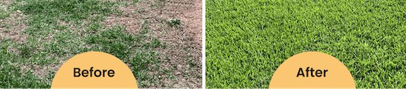 Before and after shot of a lawn
