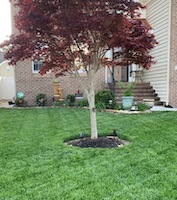 A juvenile tree with red leaves grows in the middle of a freshly mowed lawn