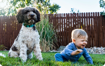 Baby and dog on lawn