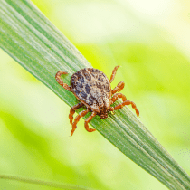 Tick spray